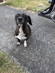 Found/Stray Female Dog last seen 59th, South Montgomery, Tacoma, WA 98409