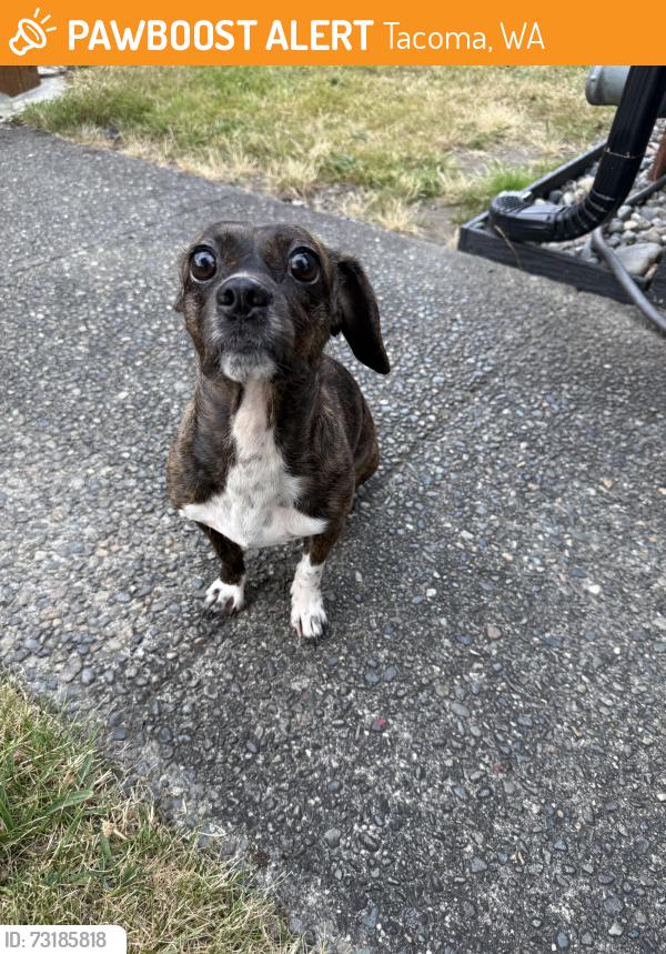 Found/Stray Female Dog last seen 59th, South Montgomery, Tacoma, WA 98409