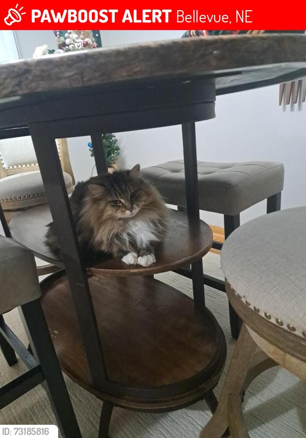 Lost Female Cat last seen Pelton Lincoln, Bellevue, NE 68005