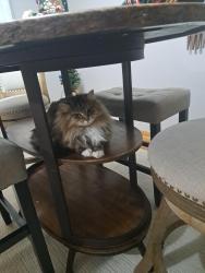Lost Female Cat last seen Pelton Lincoln, Bellevue, NE 68005