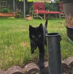 Lost Female Cat last seen 80th and Wallingford, Seattle, WA 98103