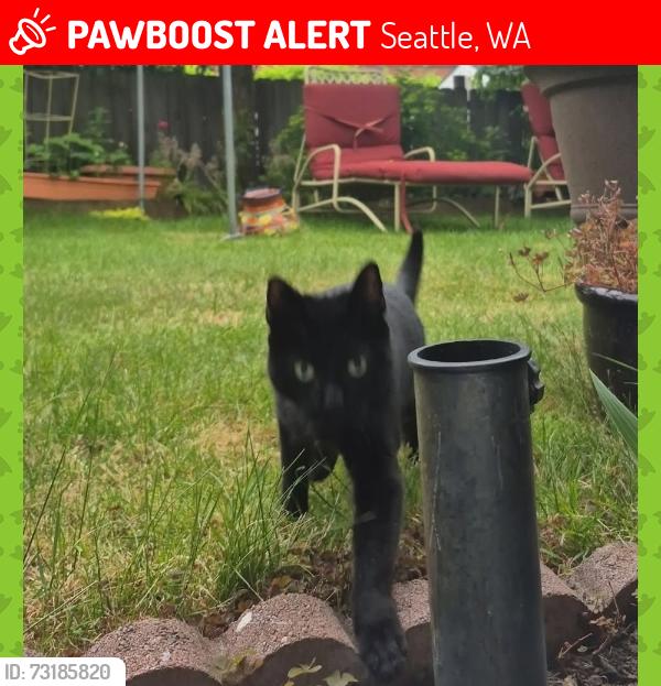 Lost Female Cat last seen 80th and Wallingford, Seattle, WA 98103