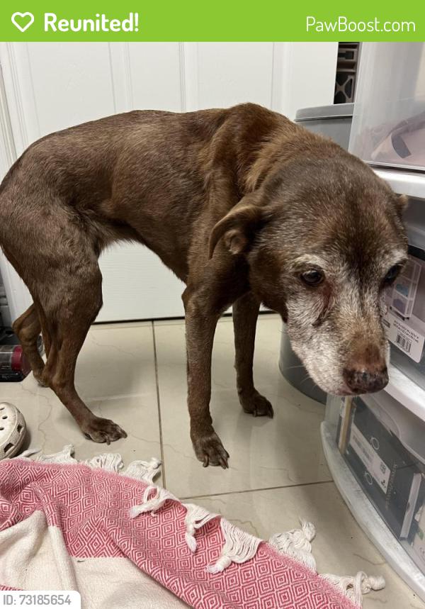 Reunited Female Dog last seen Light Lavendar collar. No tag, Casselberry, FL 32707