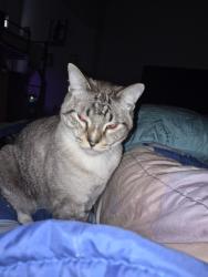 Lost Male Cat last seen Near Richmond Ave., Houston, TX 77082