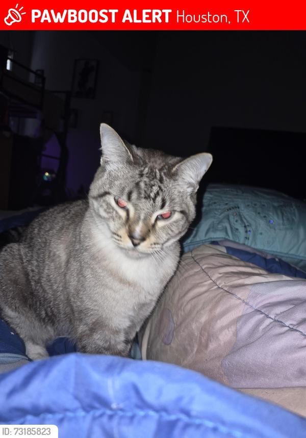 Lost Male Cat last seen Near Richmond Ave., Houston, TX 77082