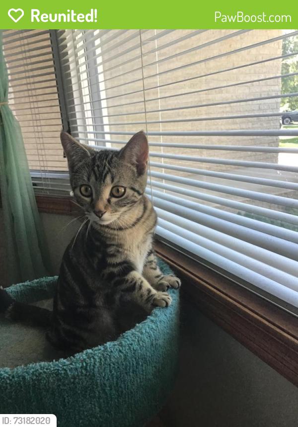 Reunited Female Cat last seen Templeton, Winnipeg, MB R2V 3P6