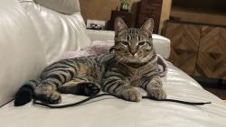 Lost Male Cat last seen Enmore and Caldwell, Frisco, TX 75035