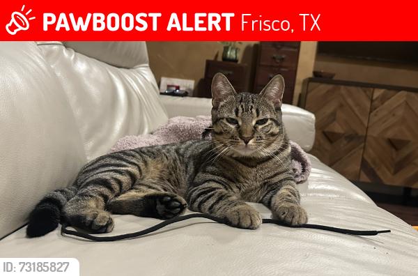 Lost Male Cat last seen Enmore and Caldwell, Frisco, TX 75035