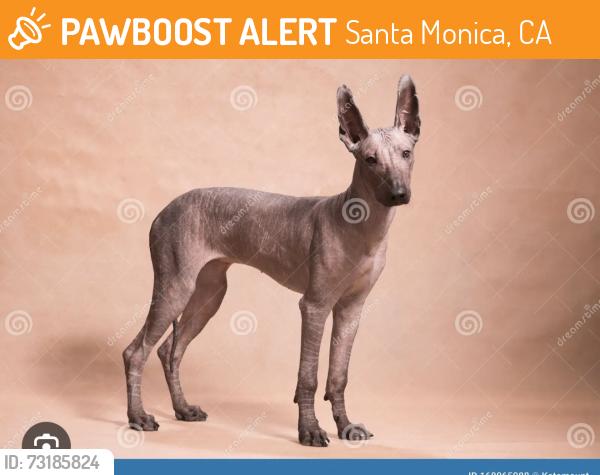 Found/Stray Unknown Dog last seen 4th, Santa Monica, CA 90402