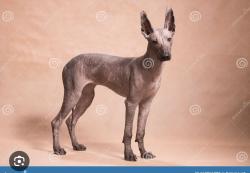 Found/Stray Unknown Dog last seen 4th, Santa Monica, CA 90402