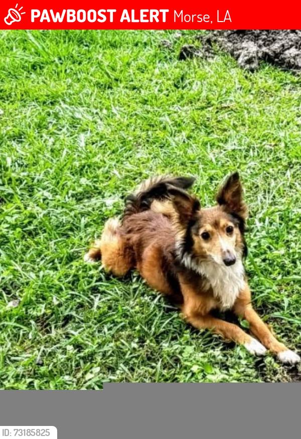 Lost Male Dog last seen One street from the water tower, Morse, LA 70559
