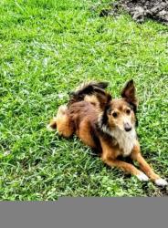 Lost Male Dog last seen One street from the water tower, Morse, LA 70559
