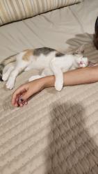 Lost Female Cat last seen Vaughn Rd, Bentonville, AR 72713