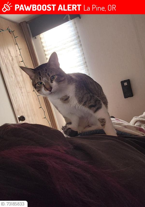 Lost Male Cat last seen Paulina la pine or, La Pine, OR 97739