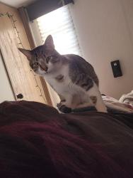 Lost Male Cat last seen Paulina la pine or, La Pine, OR 97739