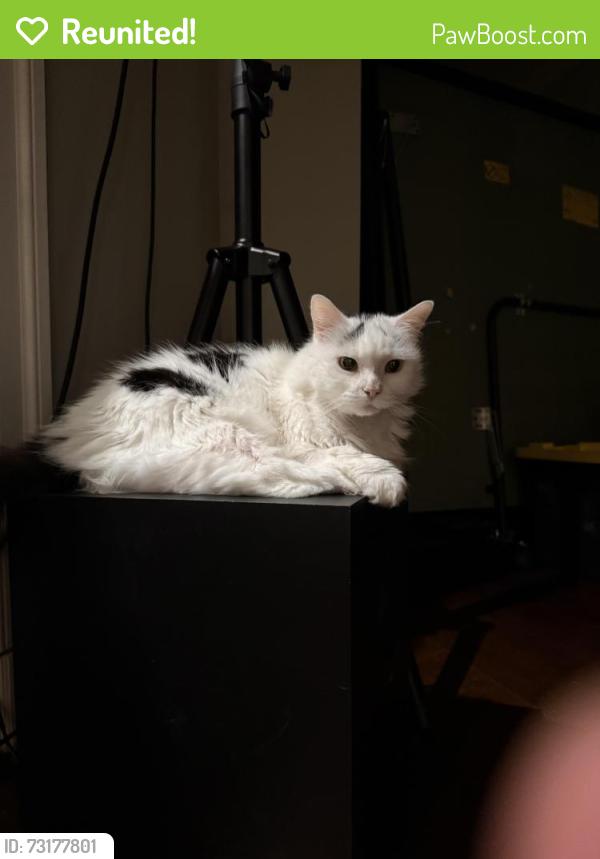 Reunited Female Cat last seen Falcon Ridge, Great Falls, VA 22066