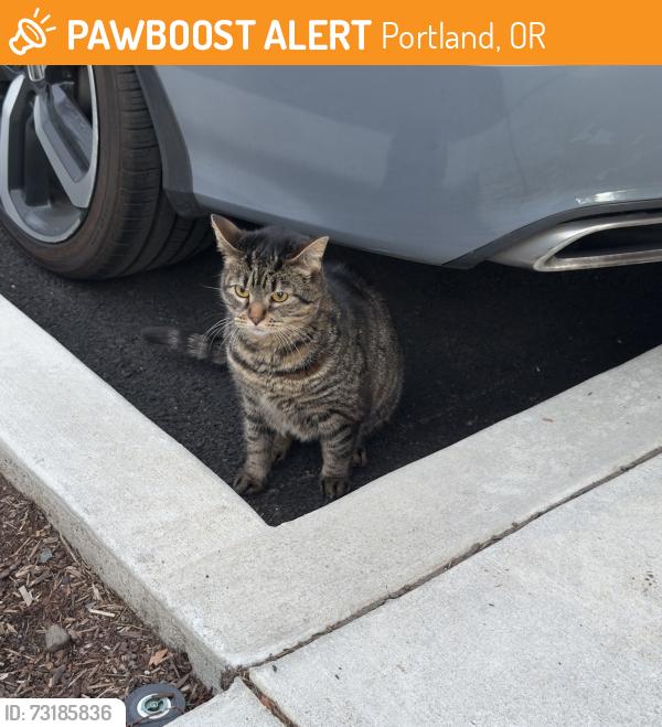 Found/Stray Unknown Cat last seen Powell Blvd and 90th, Portland, OR 97202