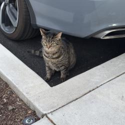 Found/Stray Unknown Cat last seen Powell Blvd and 90th, Portland, OR 97202