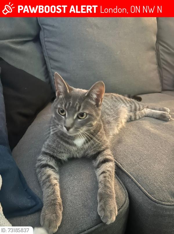 Lost Female Cat last seen Prince Charles Public School, London, ON N5W 4N2