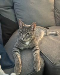 Lost Female Cat last seen Prince Charles Public School, London, ON N5W 4N2