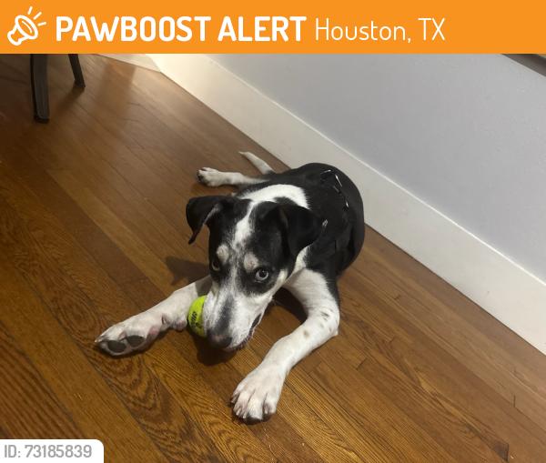 Found/Stray Male Dog last seen Parking garage of Metro Midtown, Houston, TX 77006