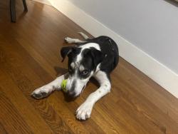 Found/Stray Male Dog last seen Parking garage of Metro Midtown, Houston, TX 77006