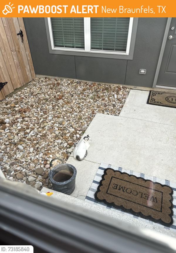 Found/Stray Female Cat last seen Klein Road and FM 1044, New Braunfels, TX 78130