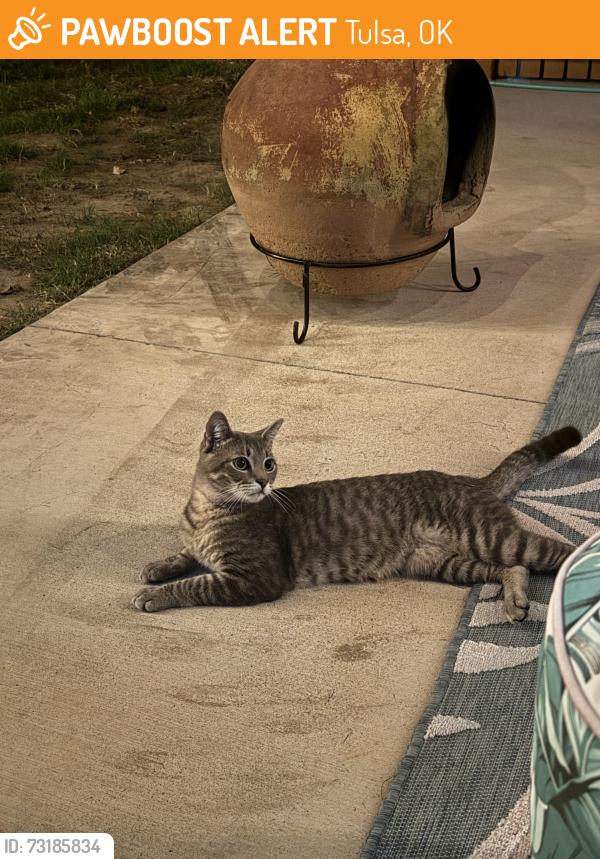Found/Stray Male Cat last seen 51st and peoria., Tulsa, OK 74105