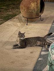 Found/Stray Male Cat last seen 51st and peoria., Tulsa, OK 74105