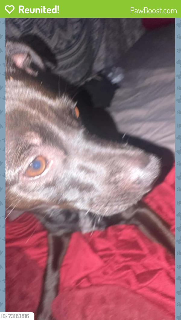 Reunited Male Dog last seen Briar Patch store, Campobello, SC 29322