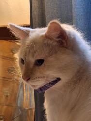 Lost Female Cat last seen Newark High School, Newark, OH 43055