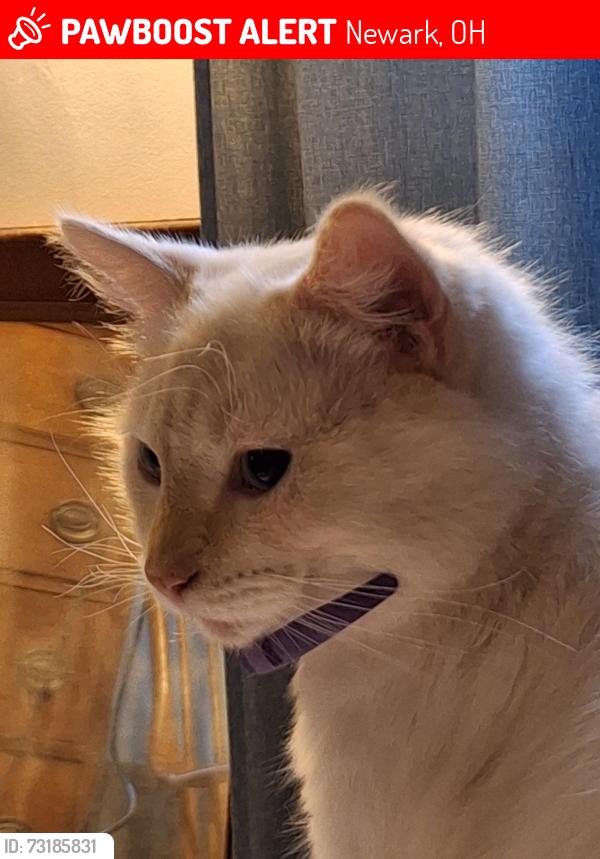 Lost Female Cat last seen Newark High School, Newark, OH 43055
