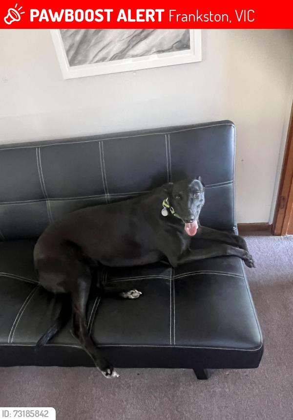 Lost Female Dog last seen Near wynden dr Frankston, Frankston, VIC 3199