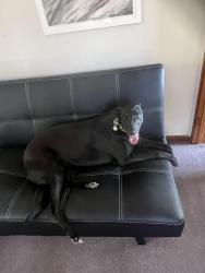 Lost Female Dog last seen Near wynden dr Frankston, Frankston, VIC 3199