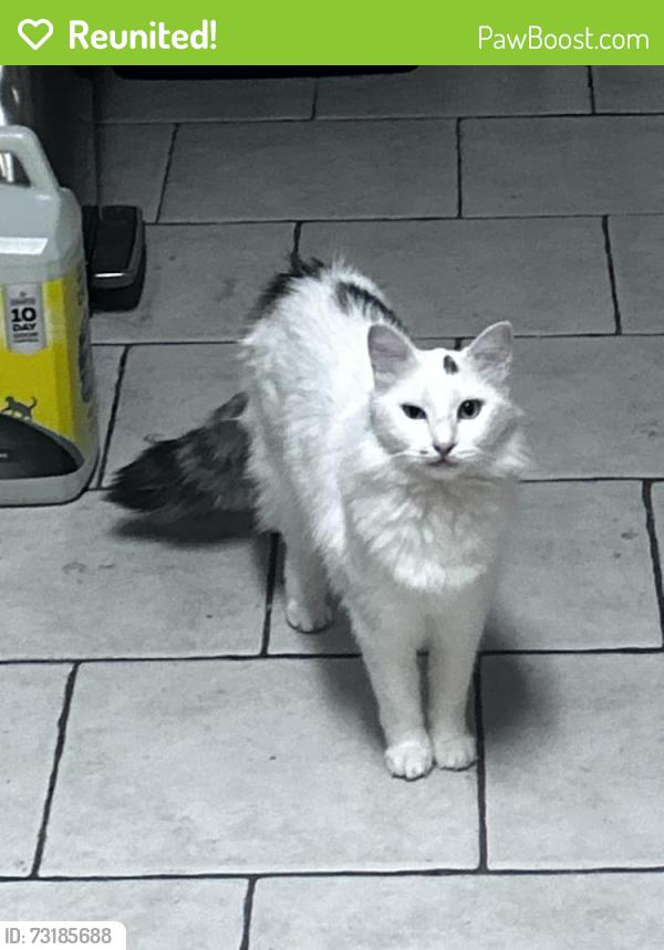 Reunited Female Cat last seen Fielder and Montclair, Arlington, TX 76015