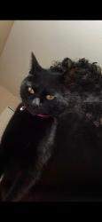 Reunited Female Cat last seen Lars terrace, Beaverton, OR 97007