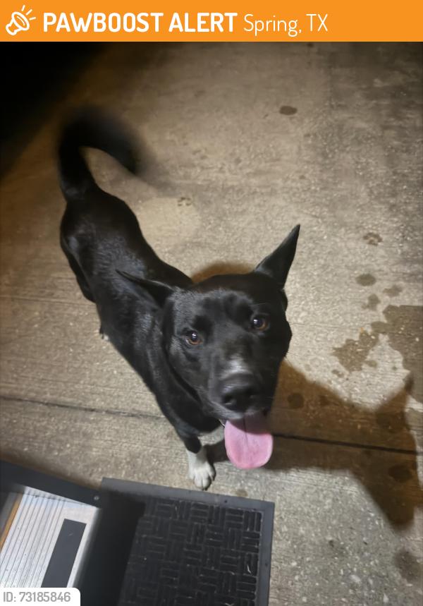 Found/Stray Male Dog last seen Geneva & South Plum Creek, Spring, TX 77386