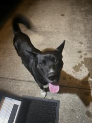 Found/Stray Male Dog last seen Geneva & South Plum Creek, Spring, TX 77386