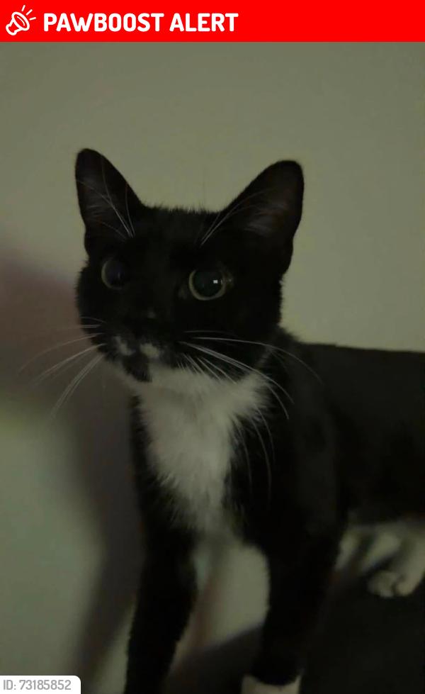Lost Female Cat last seen Hill lane byron court flts, Southampton, England SO15 5RY