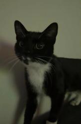 Lost Female Cat last seen Hill lane byron court flts, Southampton, England SO15 5RY