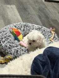 Lost Male Dog last seen 4th and 50th avenue, Greeley, CO 80634