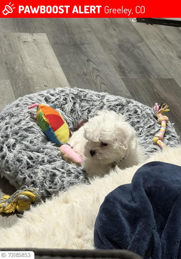 Lost Male Dog last seen 4th and 50th avenue, Greeley, CO 80634