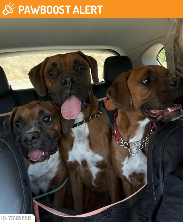 Found/Stray Female Dog last seen Bautista canyon rd, Riverside County, CA 92544