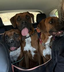 Found/Stray Female Dog last seen Bautista canyon rd, Riverside County, CA 92544