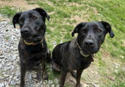 Reunited Female Dog last seen Davis Mountain Rd, Hendersonville, NC 28739