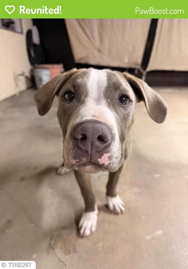 Reunited Male Dog last seen Near Holly Dr, Fontana, CA 92335, USA, Fontana, CA 92335