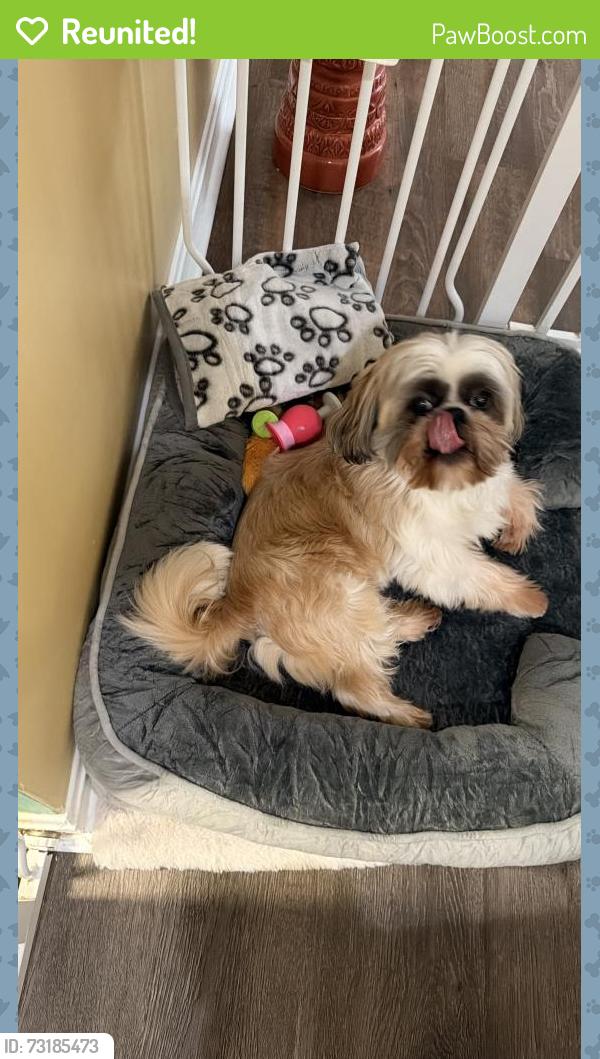 Reunited Male Dog last seen Surry woods ct, Fredericksburg, VA 22407