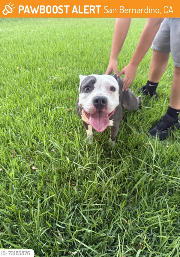 Found/Stray Female Dog last seen Near Pepper Tree LnSan Bernardino, CA 92404United States, San Bernardino, CA 92404