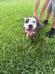 Found/Stray Female Dog last seen Near Pepper Tree LnSan Bernardino, CA 92404United States, San Bernardino, CA 92404