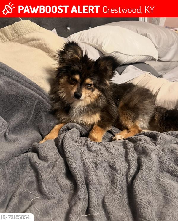 Lost Male Dog last seen Mount Tabor church, Crestwood, KY 40014